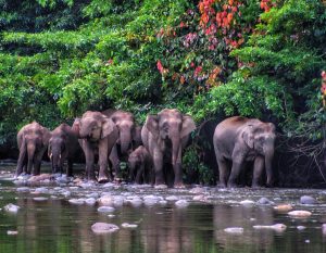 DANUM VALLEY CONSERVATION (LOCAL)